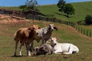 Vacas en prado símbolo de cuero ético y bienestar animal